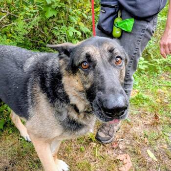 Arya -  Mixed Breed Dog for Adoption in Walker, Michigan - Arya | PetCurious