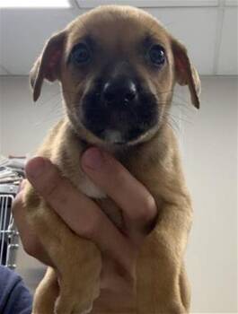 COOKIE -  German Shepherd Dog and Mixed Breed Dog for Adoption in Visalia, California - COOKIE | PetCurious