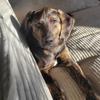 Rescue English Coonhound and Border Collie Dogs for Adoption in Richmond, Virginia - Black Widow | PetCurious