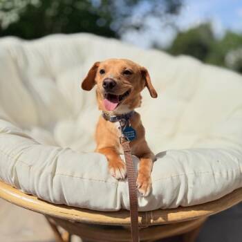 Dachshund Dogs Available for Adoption in Bellingham, Washington - Scooter | PetCurious