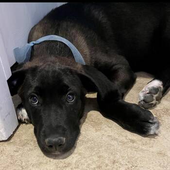 Doberman Pinscher and Great Pyrenees Dogs Available for Adoption in Krum, Texas - Plum  | PetCurious