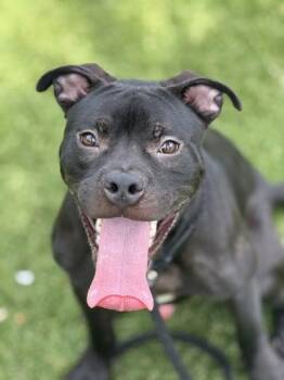 Mixed Breed Dogs Available for Adoption in Daytona Beach, Florida - Batman - 3 | PetCurious