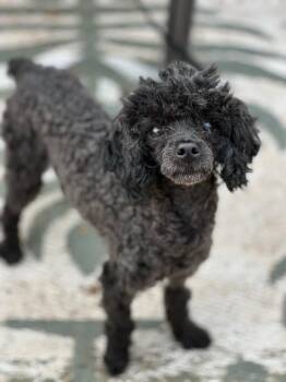 Rescue Poodle Dogs for Adoption in Sandy Springs, Georgia - Gale | PetCurious