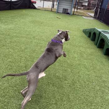 Mixed Breed Dogs Available for Adoption - Blu | PetCurious