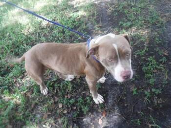 Rescue American Bulldog and Mixed Breed Dogs for Adoption in Doral, Florida - LOGAN | PetCurious