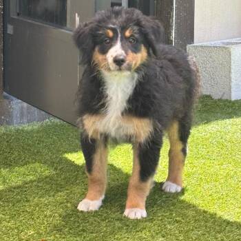 Australian Shepherd and Standard Poodle Dogs Available for Adoption in Loxahatchee Groves, Florida - Willow Rae 7850 | PetCurious