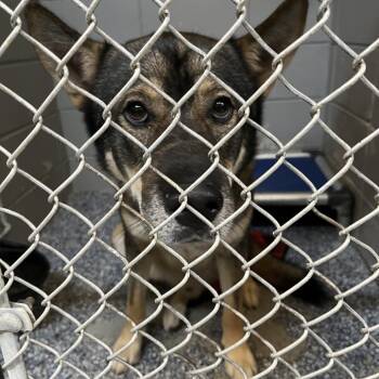 Sebastian -  German Shepherd Dog and Mixed Breed Dog for Adoption in Beaumont, Texas - Sebastian | PetCurious