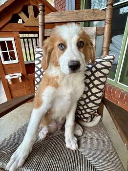 Great Pyrenees and Golden Retriever Dogs Available for Adoption - SPENCER | PetCurious