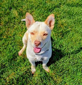 Australian Cattle Dog Blue Heeler and Terrier Dogs Available for Adoption in Evergreen, Colorado - Toast (female) | PetCurious