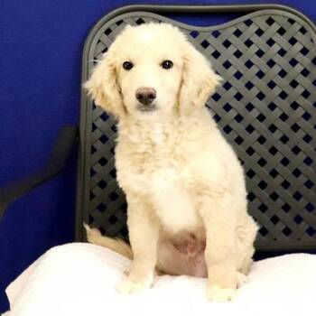 Australian Shepherd and Standard Poodle Dogs Available for Adoption in Midland, Texas - Kent | PetCurious