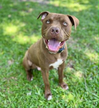 Guinness -  American Staffordshire Terrier and Chocolate Labrador Retriever Dog for Adoption in Gulfport, Mississippi - Guinness | PetCurious