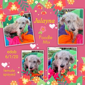 Julayna OR14451-T -  Poodle Dog Available for Adoption in Missouri City, Texas - Julayna OR14451-T | PetCurious