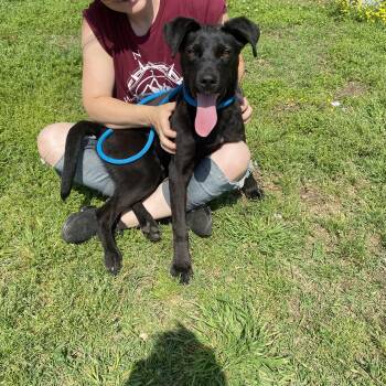 Australian Kelpie Dogs Available for Adoption - Polo | PetCurious