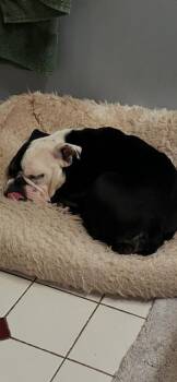 Winnie -  American Bulldog Dog for Adoption in Chambersburg, Pennsylvania - Winnie | PetCurious