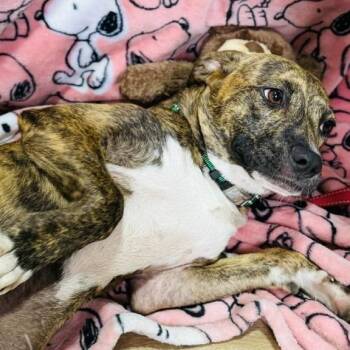 Ira Jane -Cinder -  Mixed Breed Dog for Adoption in Williston, Florida - Ira Jane -Cinder | PetCurious