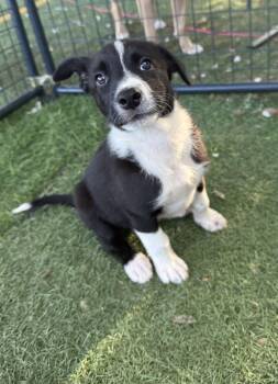 MAGNOLIA -  Border Collie and German Shepherd Dog Dog Available for Adoption in Sebec, Maine - MAGNOLIA | PetCurious