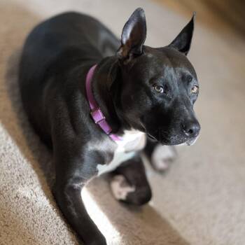 Mixed Breed Dogs Available for Adoption in Philadelphia, Pennsylvania - Moana | PetCurious