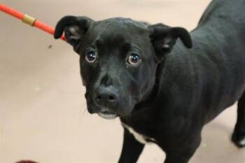 Mixed Breed Dogs Available for Adoption in Columbia, South Carolina - BAX | PetCurious