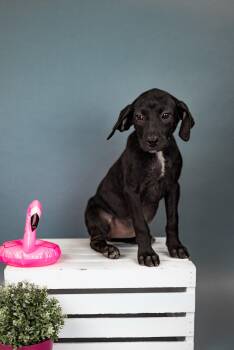 Labrador Retriever Dogs Available for Adoption in Brighton, Colorado - 424-26 | PetCurious