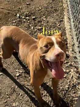 Pit Bull Terrier Dogs Available for Adoption in Torrance, California - Joey | PetCurious