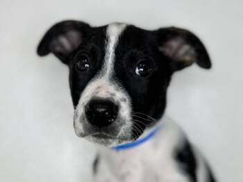 Bodie -  Australian Cattle Dog Blue Heeler and Boston Terrier Dog for Adoption in Portland, Oregon - Bodie | PetCurious