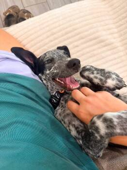 Oakely -  Dalmatian and Pointer Dog for Adoption in Gainesville, Virginia - Oakely | PetCurious