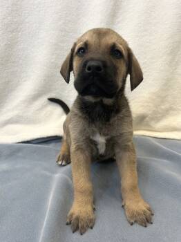 Rescue German Shepherd Dog and Mixed Breed Dogs for Adoption in Osage Beach, Missouri - Cinn | PetCurious