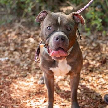 Teddy -  Mixed Breed Dog for Adoption in Gainesville, Florida - Teddy | PetCurious