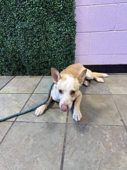 61394226 -  Mixed Breed Dog for Adoption in El Paso, Texas - 61394226 | PetCurious
