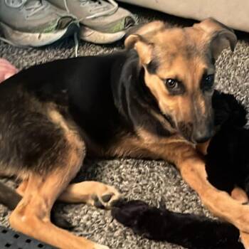 Emmeline -  Shepherd and Mixed Breed Dog for Adoption in Lenexa, Kansas - Emmeline | PetCurious