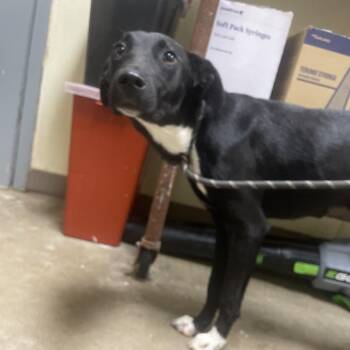 Sox -  Black Labrador Retriever Dog for Adoption in Palestine, Texas - Sox | PetCurious