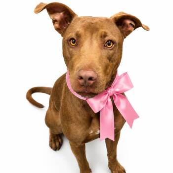 Pickle -  Mixed Breed Dog for Adoption in Columbiana, Alabama - Pickle | PetCurious