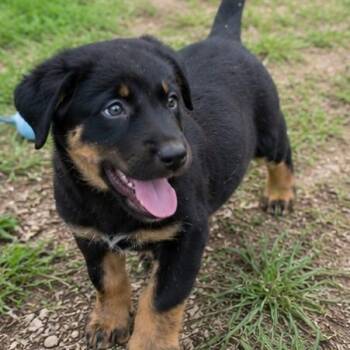 Echo -  Rottweiler and Labrador Retriever Dog for Adoption in Batesville, Arkansas - Echo | PetCurious