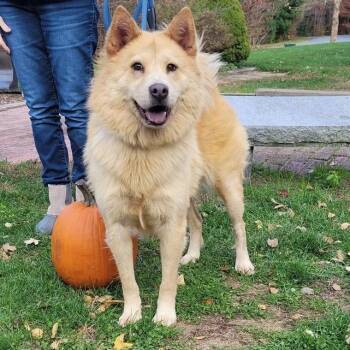 Rescue Husky Dogs for Adoption in Hopkinton, Massachusetts - Marley | PetCurious
