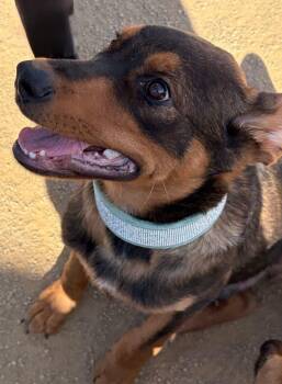 Rottweiler and Shepherd Dogs Available for Adoption in Kingman, Arizona - Meatloaf/theo | PetCurious