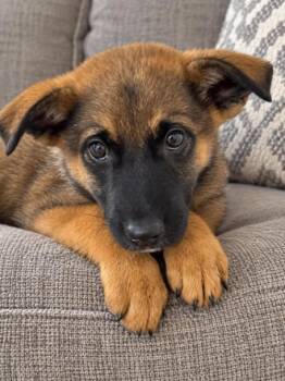 Lily -  German Shepherd Dog Dog for Adoption in Seattle, Washington - Lily | PetCurious