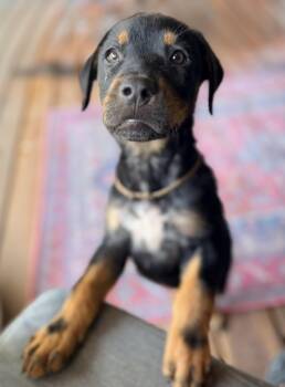 Enzo -  Labrador Retriever Dog for Adoption in Rollingwood, Texas - Enzo | PetCurious