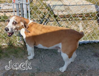 Rescue Beagle and Basset Hound Dogs for Adoption in Apple Valley, California - Jack & Sofee-WINTER Special! | PetCurious