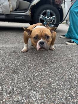 Rescue Mixed Breed Dogs for Adoption in Cincinnati, Ohio - Sophia | PetCurious