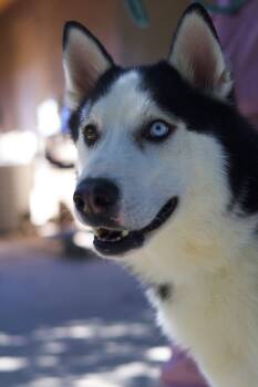 Rescue Siberian Husky Dogs for Adoption in Glendale, Arizona - Fraiser | PetCurious