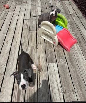 American Bulldog Dogs Available for Adoption in Thompson, Pennsylvania - FAE | PetCurious