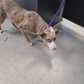 Moxie -  Australian Shepherd Dog for Adoption in Medina, Ohio - Moxie | PetCurious