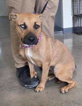 DUFFY -  Black Mouth Cur Dog for Adoption in San Antonio, Texas - DUFFY | PetCurious