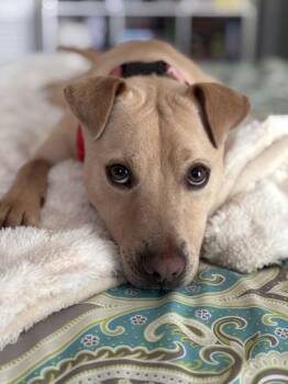 Ghost -  Mixed Breed Dog for Adoption in Atlanta, Georgia - Ghost | PetCurious