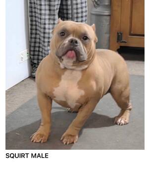 Squirt -  Bulldog Dog for Adoption in Blue Springs, Missouri - Squirt | PetCurious