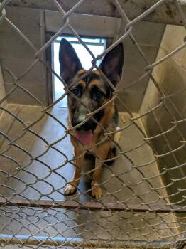 Penny -  German Shepherd Dog Dog for Adoption in Hermiston, Oregon - Penny | PetCurious