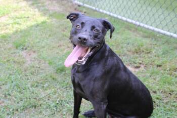 Lucy -  Labrador Retriever and Pit Bull Terrier Dog for Adoption in East Brunswick, New Jersey - Lucy | PetCurious