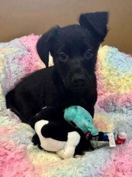 Cocker Spaniel and Dachshund Dogs Available for Adoption - Kix | PetCurious