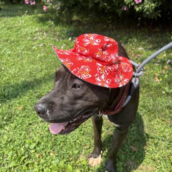 Natasia -  Pit Bull Terrier Dog for Adoption in Buffalo, New York - Natasia | PetCurious