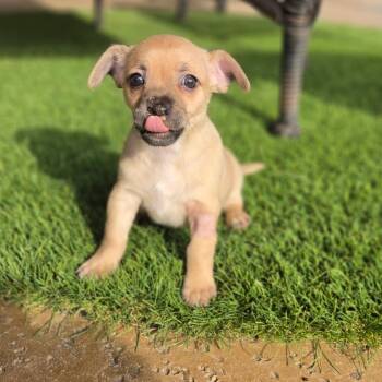 Cinder -  Chihuahua Dog for Adoption in Gainesville, Texas - Cinder | PetCurious